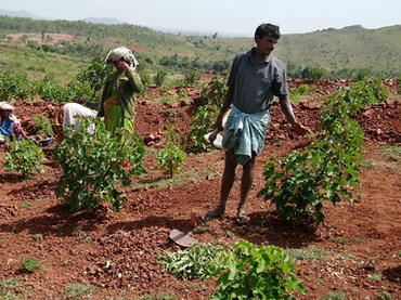 Land sold off and used for biofuels could have fed 1 billion people – report