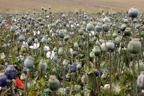 The Global Drug Trade: A Case for Afghanistan Withdrawal