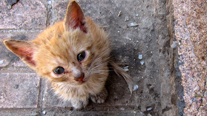 Cop cleared of wrongdoing after shooting kittens in front of screaming kids