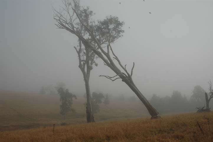If A Tree Falls…