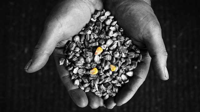 Controversial study linking GM corn to tumors in rats retracted